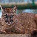 slides/IMG_2233_1.jpg wildlife, feline, big cat, cat, predator, fur, spot, puma, mountain lion, eye, blue, cougar WBCW63 - Puma - Mountain Lion